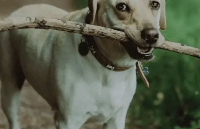 Arlo's pet