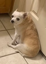 Minnie's pet