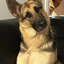Pilot's Trip to the UK's pet