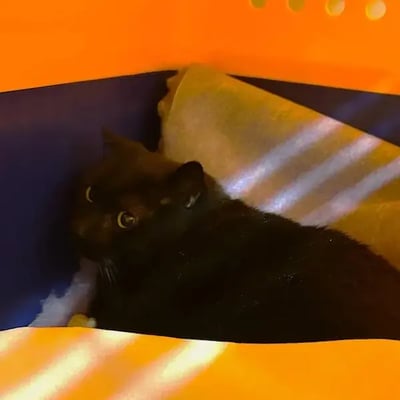Sterling's Trip to Japan's pet
