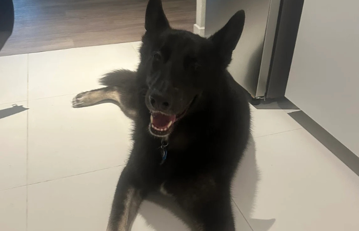 Dax's pet