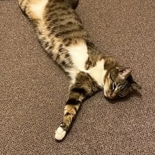 Cat to Dubai's pet