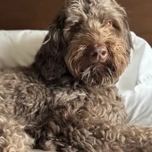 Harley's Trip to the UAE's pet
