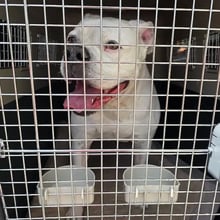 Bulldog to Hawaii's pet