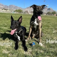 Junior & Haley's Move to Hawaii's pet