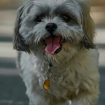 Diandian, Luna, & Autumn's Trip to Portugal's pet