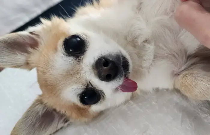 Puff's pet