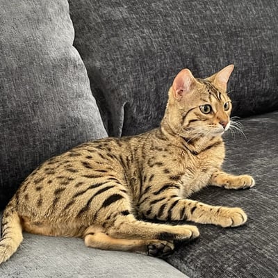 Pet travel to the UAE's pet