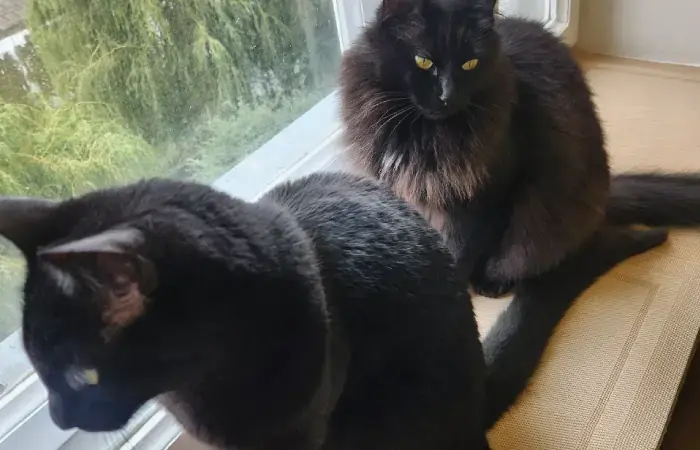 Indi and Sati's pet