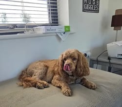 UK Dogs's pet