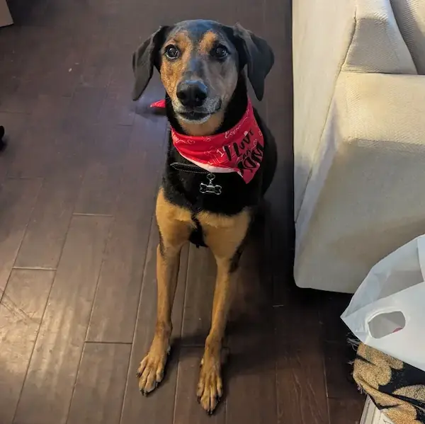 Ahsoka to Germany's pet