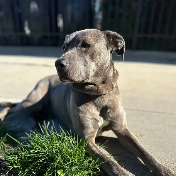 Pauline's Trip to Prague's pet