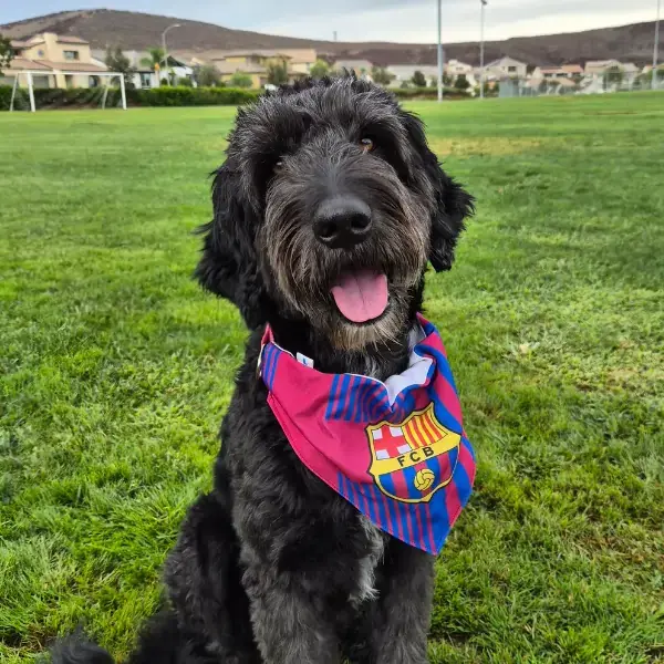 Louie's Trip to Madrid's pet