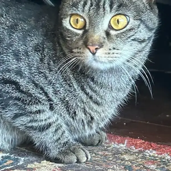 Ash and Boomer's Trip to London's pet