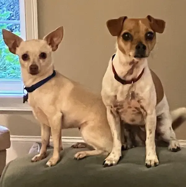 Daisy &&nbsp;Muffin to Scotland's pet