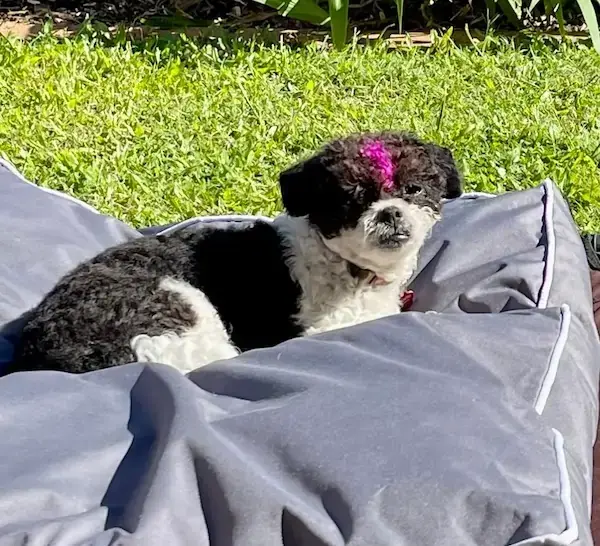 Kona to Brisbane's pet