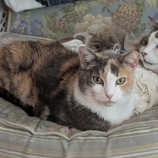 Calie, Fluffball, and Miss Moppet's Trip to South Africa's pet