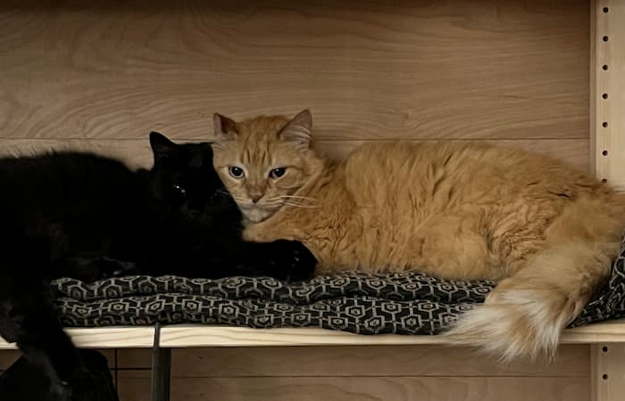 18 Pets to Ireland
