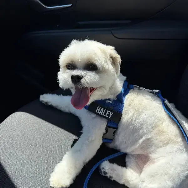 Haley's pet