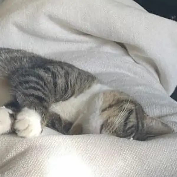 Hotshot's Trip to Amsterdam's pet