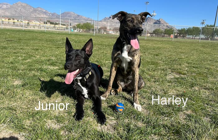 Junior & Harley's Hawaiian Adventure