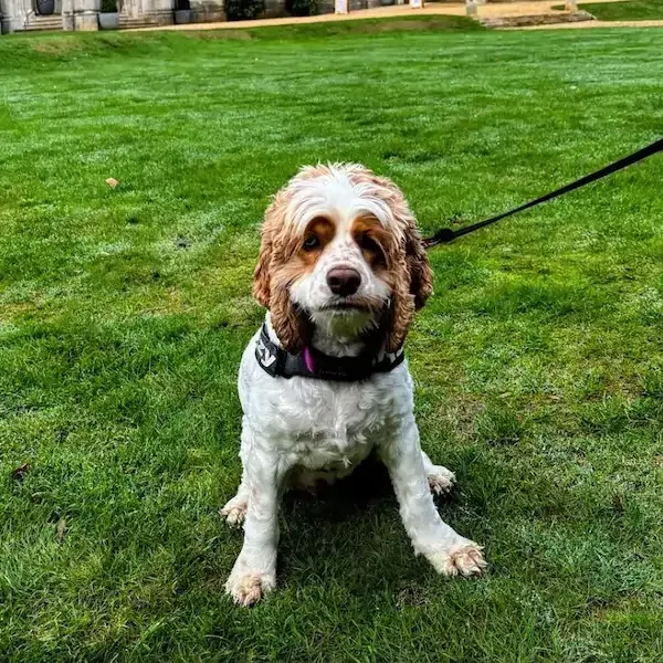 Izzy's Trip to the UK's pet