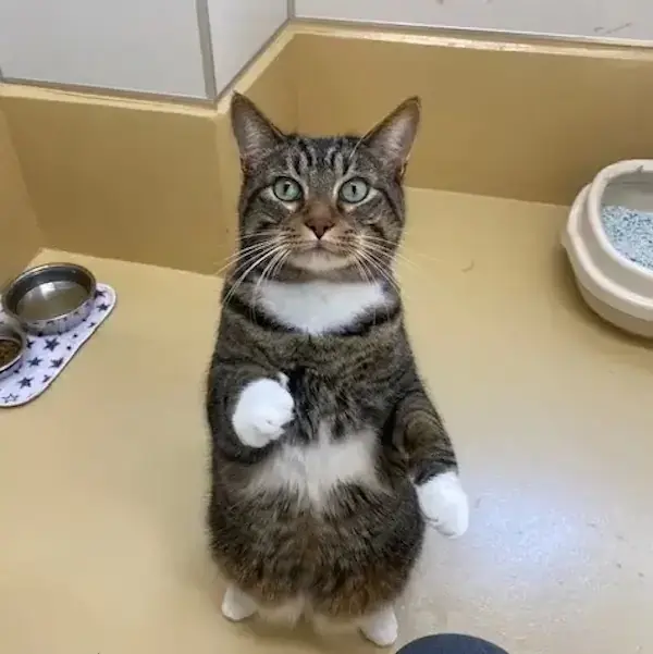 From the U.S. to Japan's pet