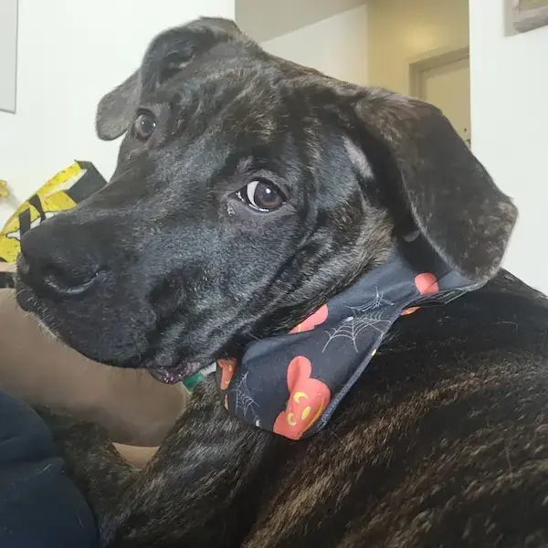 Tabatha from Hawaii to NYC's pet