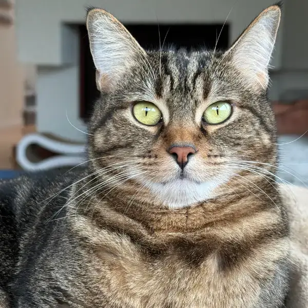 Luna and Maya's Trip to London's pet