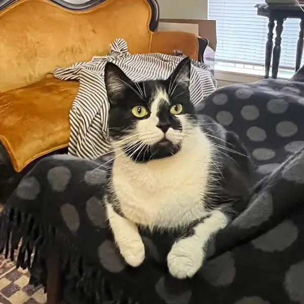 Mimmo to Edinburgh's pet