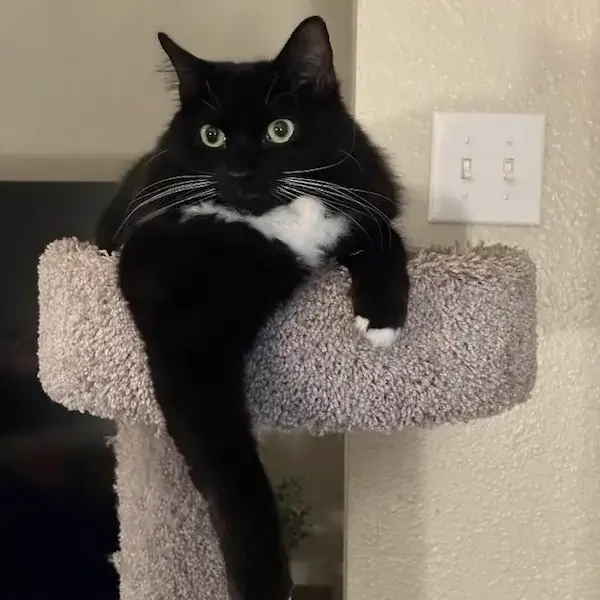 Orion to Scotland's pet