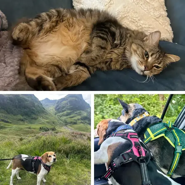 Luna, Bonnie,&nbsp;Athena, Sawyer, Dr Giggles Trip to Scotland's pet