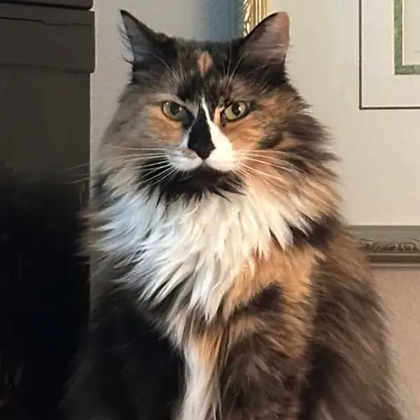 Gnocchi & Margherita's pet