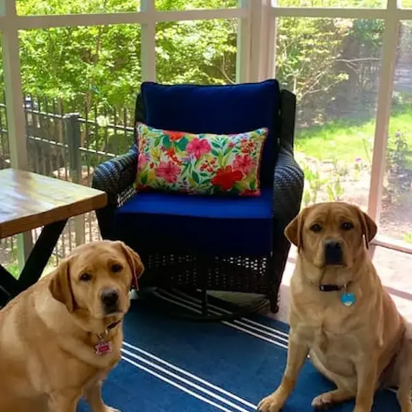 Labs to Seattle's pet