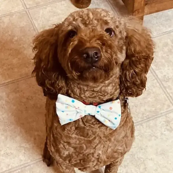 Stephen's Trip to Bangkok's pet