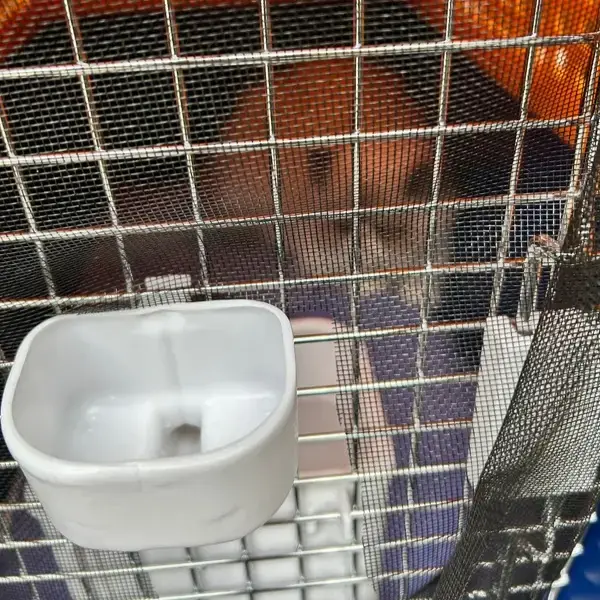 Harry's pet