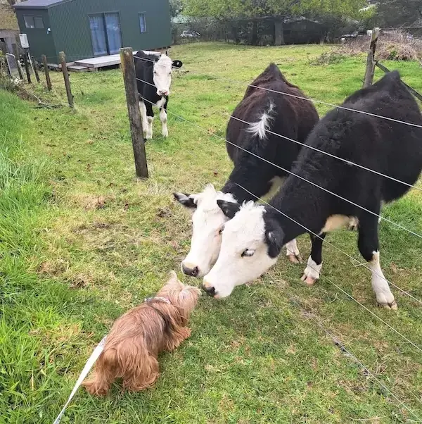 Tyncee's Trip to New Zealand's pet