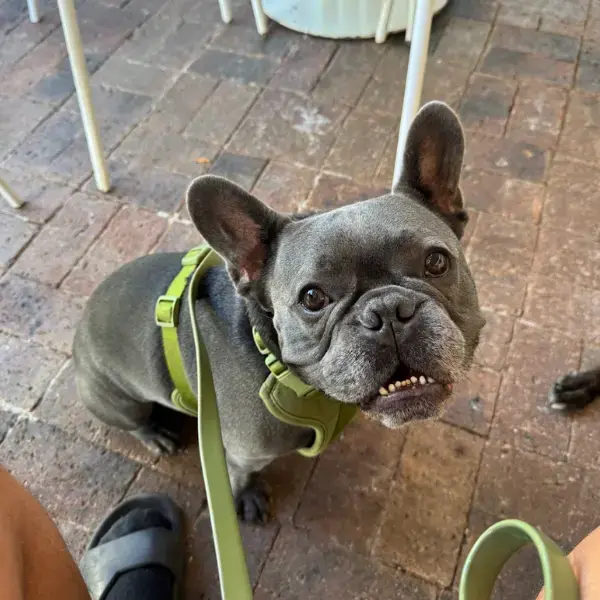 Loki's Trip to Cape Town's pet