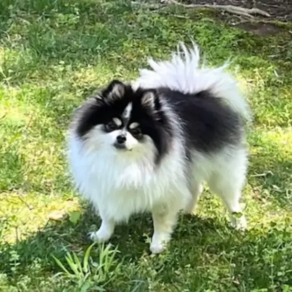 Dorthy's Trip to New Zealand's pet