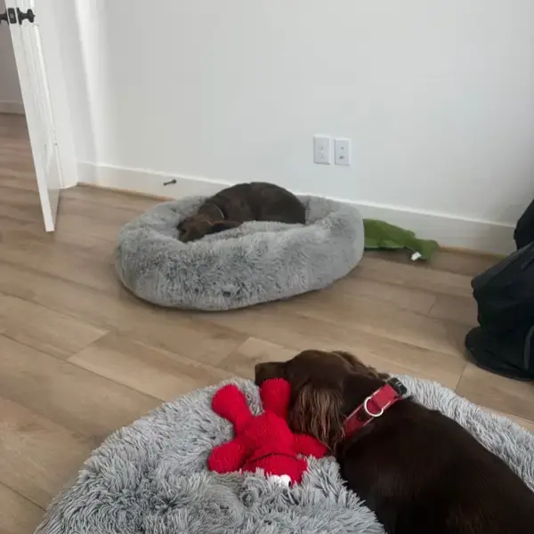 Arlo & Angus's pet