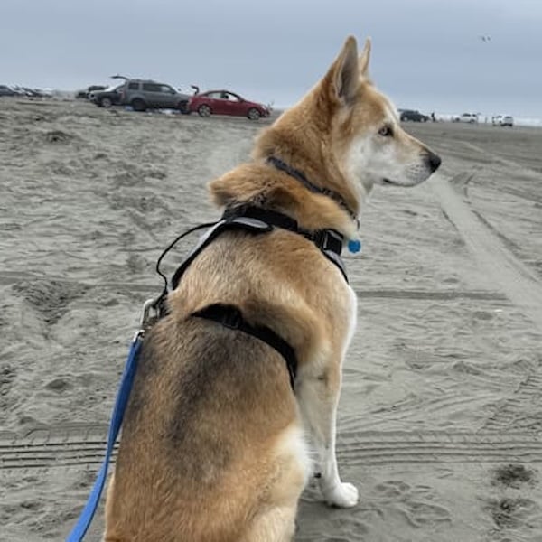 Argos & Sakara's Trip to Portugal's pet