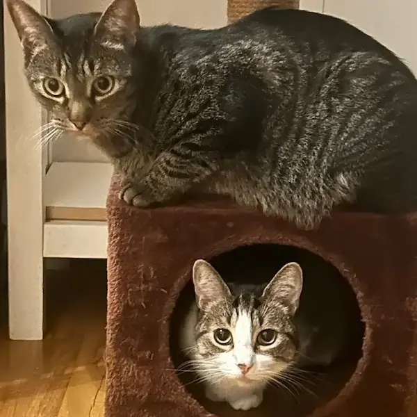 Ash & Boomer's Trip to the UK's pet