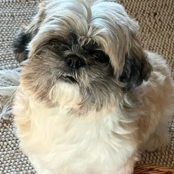 Bailey's Trip to New Zealand's pet