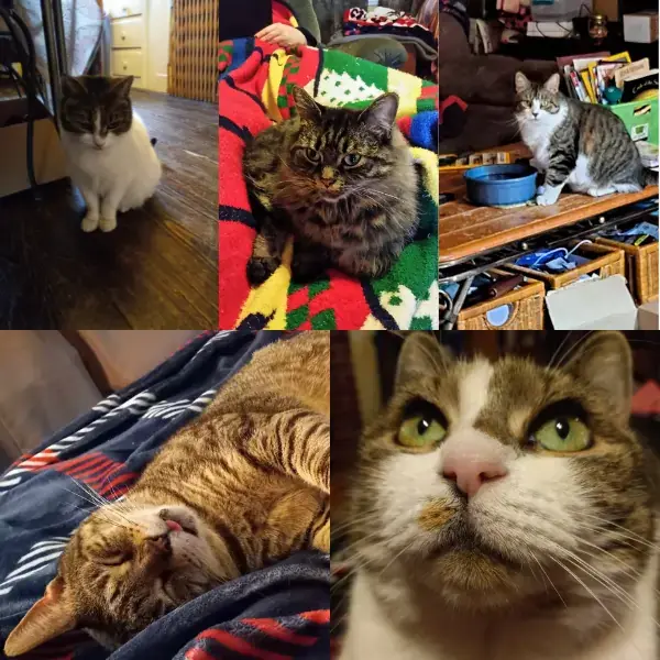 Rusty, Bella, Bruce, George, & Sadie's pet