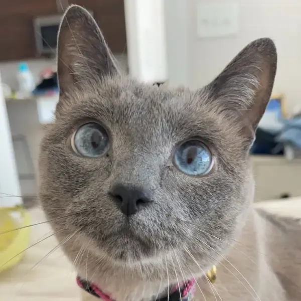 Junie's pet