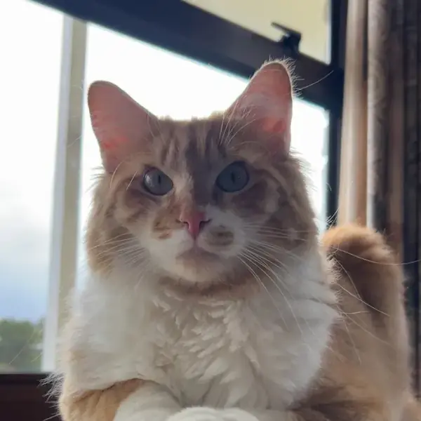 Booby's pet