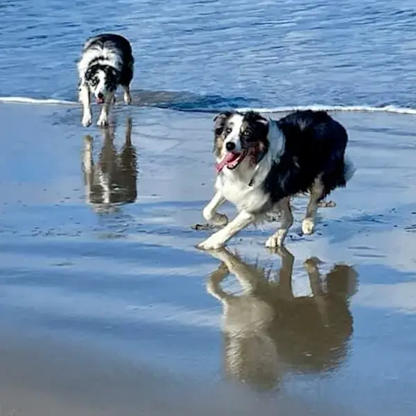 2 Border Collie's to Australia's pet