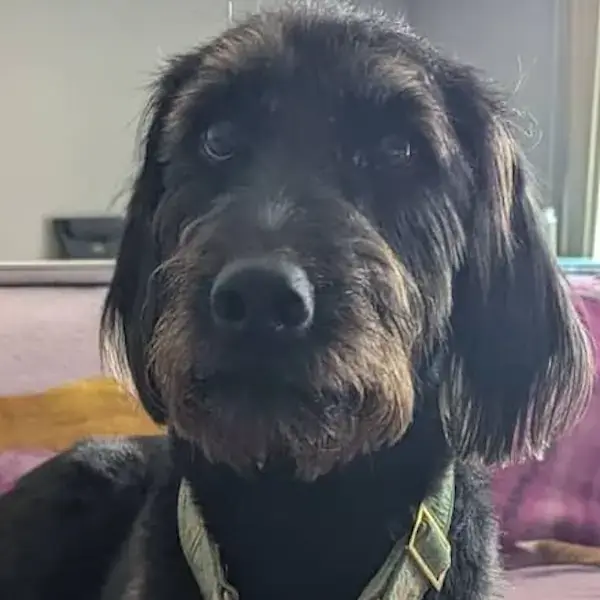 Bronte's Trip to Brisbane's pet