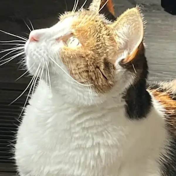 3 Cats to Germany's pet