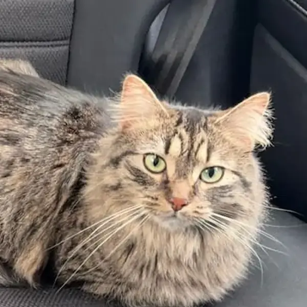 Cassie & Kiki's Trip to England's pet